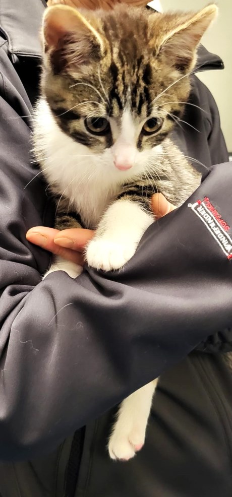 Kat Europese korthaar of huiskat