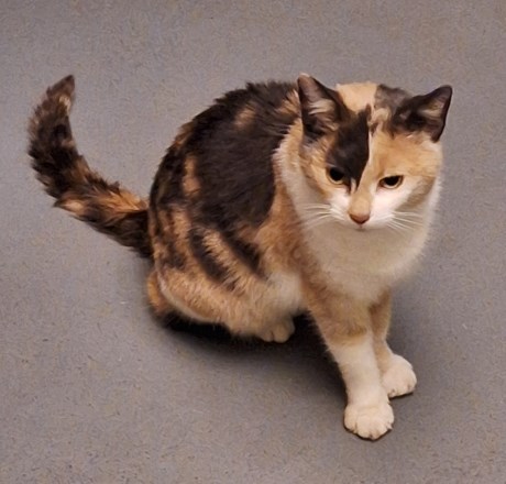 Kat Europese korthaar of huiskat