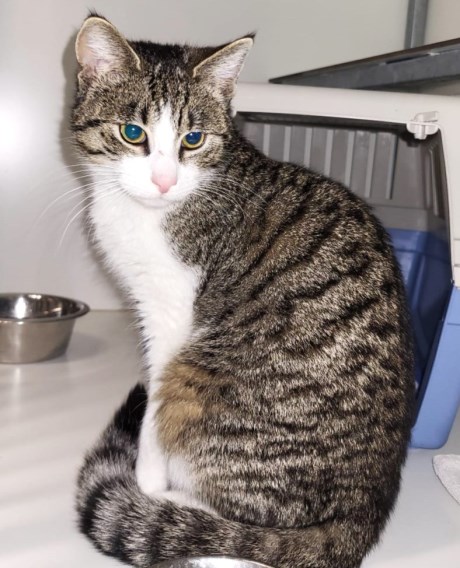 Kat Europese korthaar of huiskat