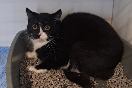 Kat Europese korthaar of huiskat