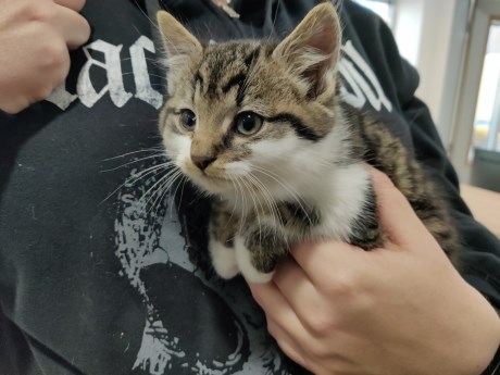 Kat Europese korthaar of huiskat