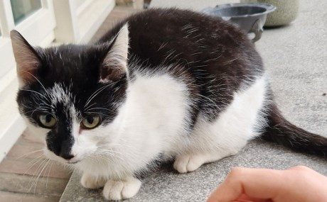 Kat Europese korthaar of huiskat