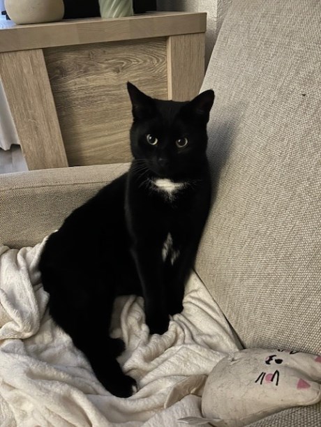 Kat Europese korthaar of huiskat