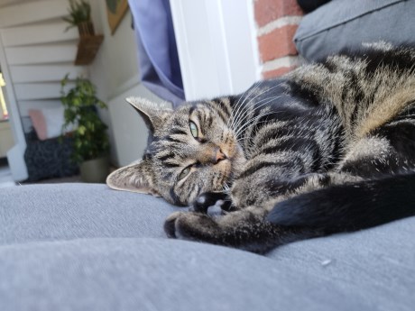 Kat Europese korthaar of huiskat