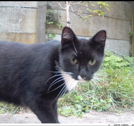 Kat Europese korthaar of huiskat