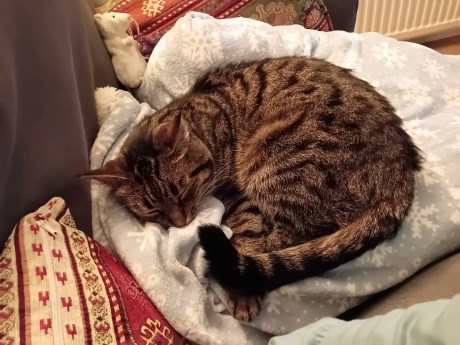 Kat Europese korthaar of huiskat