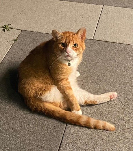 Kat Europese korthaar of huiskat