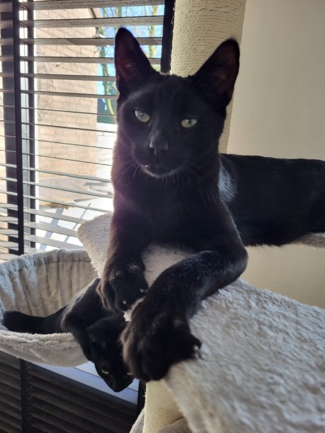 Kat Europese korthaar of huiskat