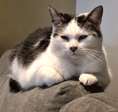 Kat Europese korthaar of huiskat