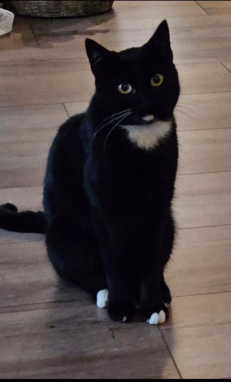 Kat Europese korthaar of huiskat