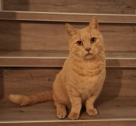 Kat Europese korthaar of huiskat