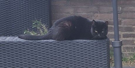 Kat Europese korthaar of huiskat