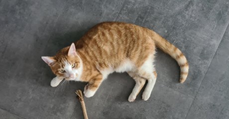 Kat Europese korthaar of huiskat