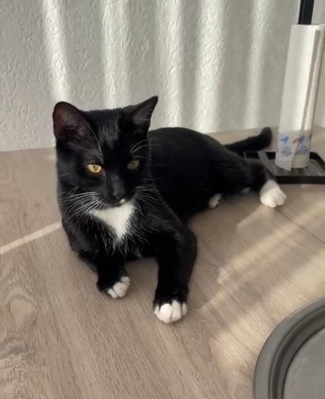 Kat Europese korthaar of huiskat