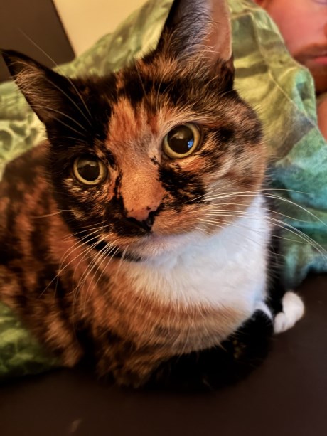 Kat Europese korthaar of huiskat