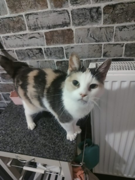 Kat Europese korthaar of huiskat