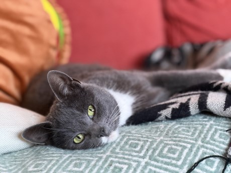 Kat Europese korthaar of huiskat