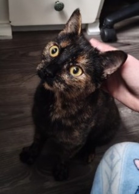 Kat Europese korthaar of huiskat