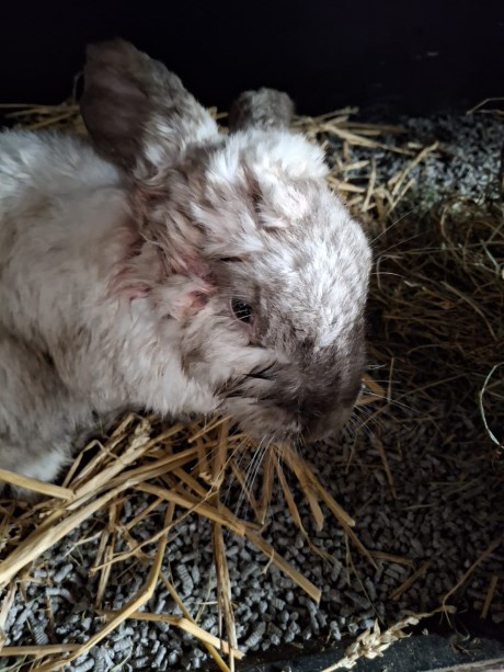 Knaagdier / Haasachtige Konijn