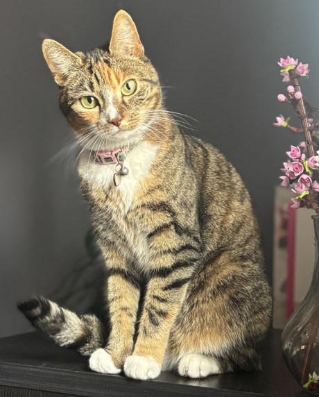 Kat Europese korthaar of huiskat