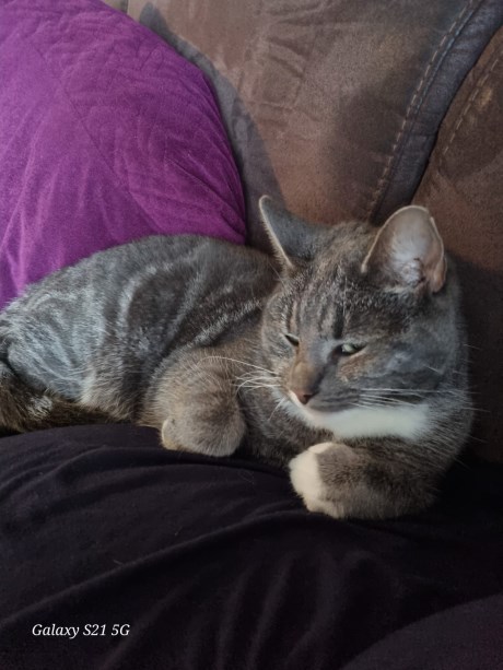 Kat Europese korthaar of huiskat