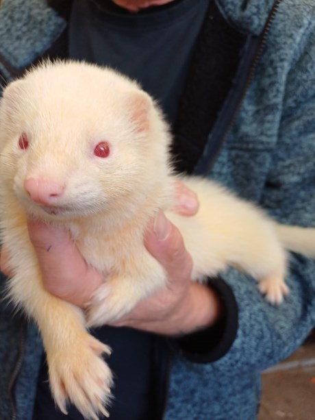 Kleine roofdieren Fret