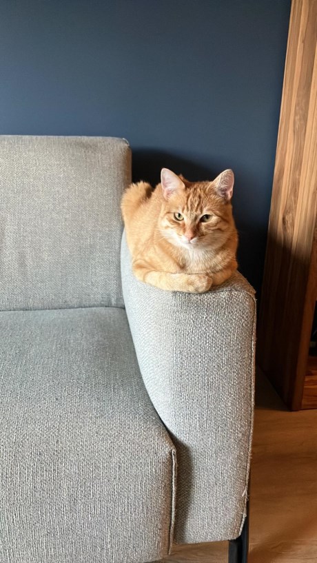 Kat Europese korthaar of huiskat