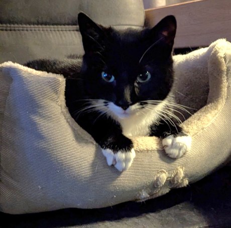 Kat Europese korthaar of huiskat