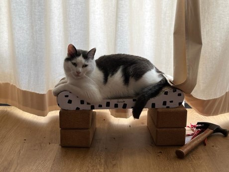 Kat Europese korthaar of huiskat