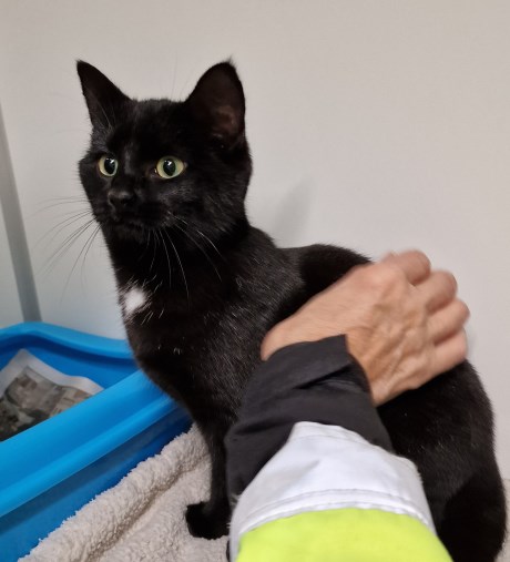 Kat Europese korthaar of huiskat