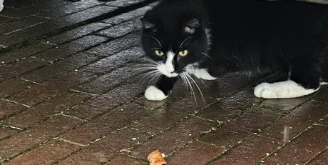 Kat Europese korthaar of huiskat