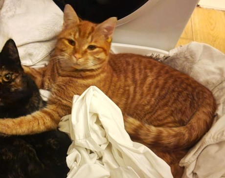 Kat Europese korthaar of huiskat