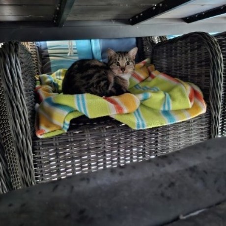 Kat Europese korthaar of huiskat