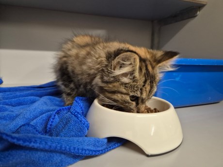 Kat Europese korthaar of huiskat