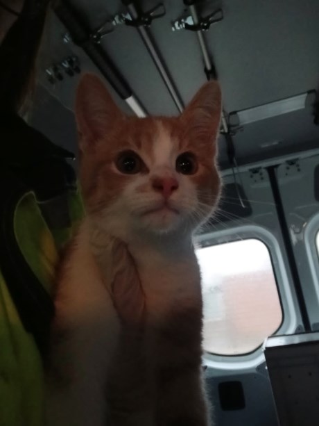 Kat Europese korthaar of huiskat