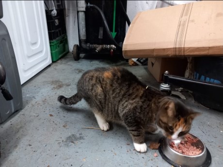 Kat Europese korthaar of huiskat