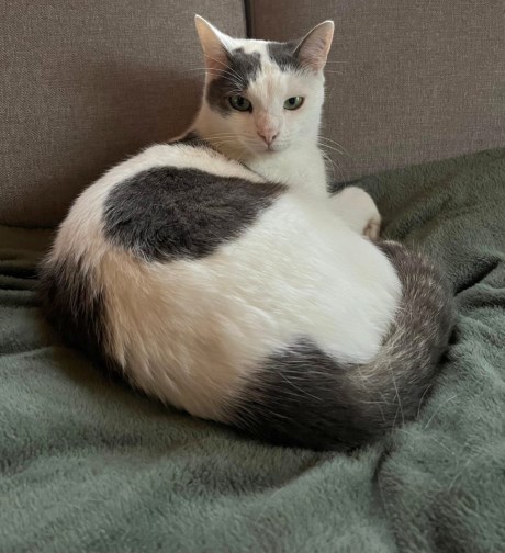 Kat Europese korthaar of huiskat