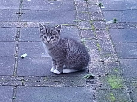 Kat Europese korthaar of huiskat