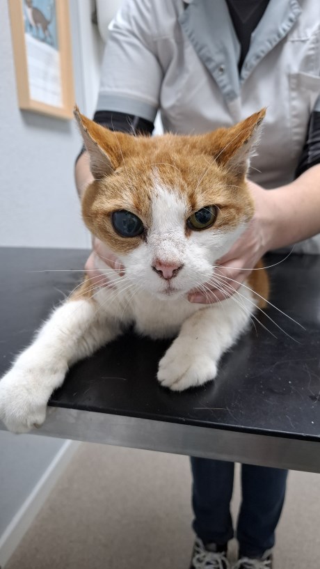 Kat Europese korthaar of huiskat