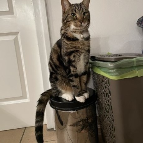 Kat Europese korthaar of huiskat