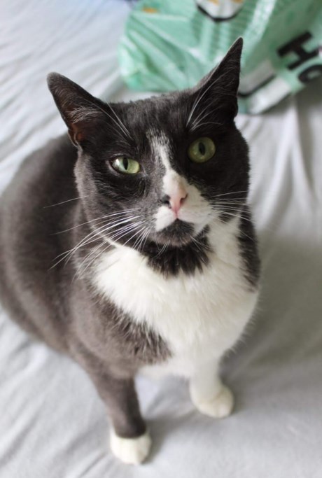 Kat Europese korthaar of huiskat