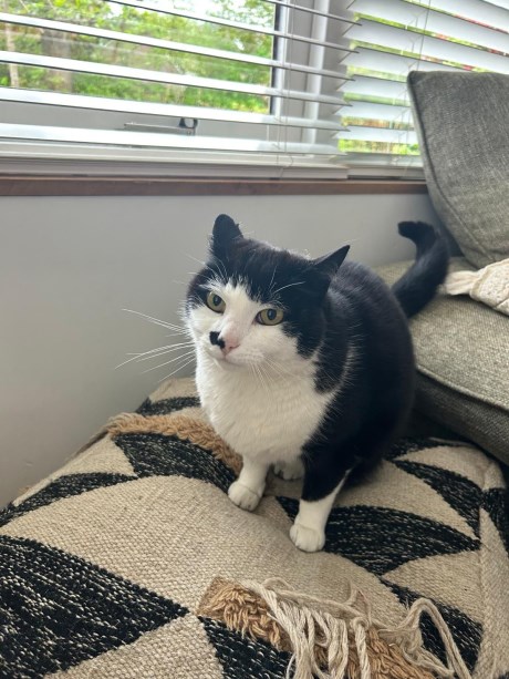 Kat Europese korthaar of huiskat