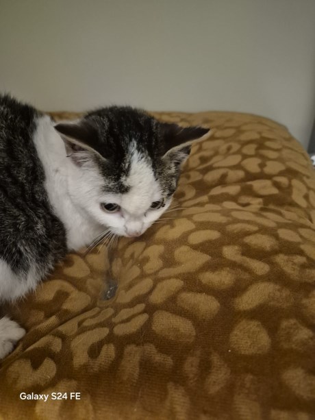 Kat Europese korthaar of huiskat