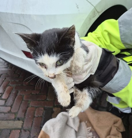 Kat Europese korthaar of huiskat