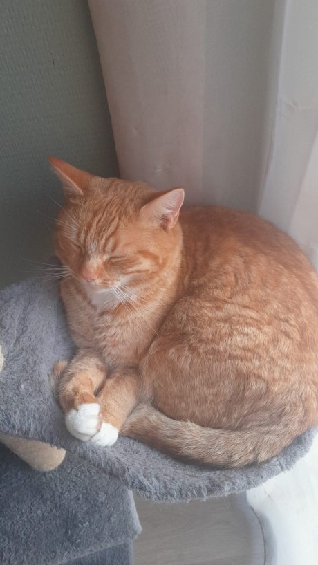 Kat Europese korthaar of huiskat