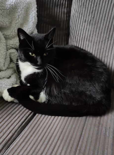 Kat Europese korthaar of huiskat