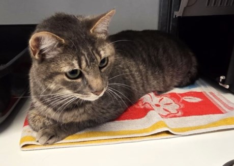 Kat Europese korthaar of huiskat