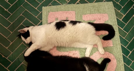 Kat Europese korthaar of huiskat