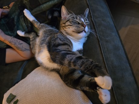 Kat Europese korthaar of huiskat