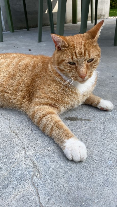 Kat Europese korthaar of huiskat